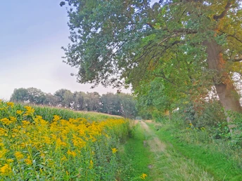 Naturnaher Wegabschnitt des ORTSWEGES Rund um Buchholz Naturnaher Wegabschnitt des ORTSWEGES Rund um Buchholz