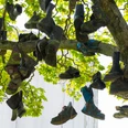 PE_FriedrichEbertPlatzSchuhbaum.jpg