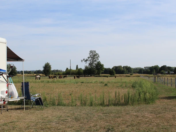 A RV parking spot near a green meadow with grazing Poitou donkeys, surrounded by trees and a fence.