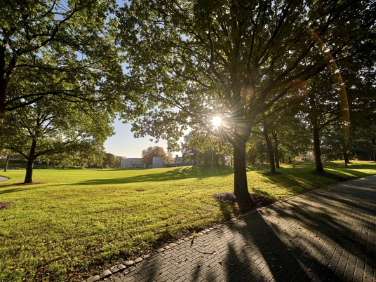 MüGa / Darlington-Park, Mülheim an der Ruhr Licht- und Schattenspiel: Sonnenstrahlen, die durch die Bäume im MüGa-Park scheinen