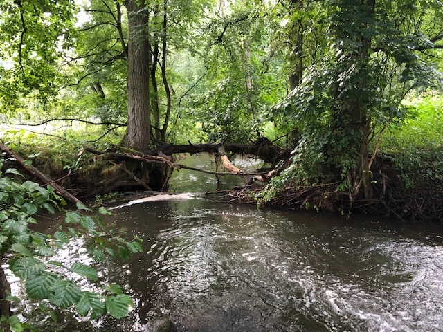 Bega CC BY-SA - LTM.JPG