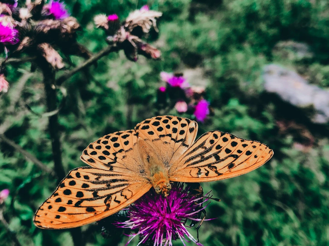 Geführte Touren im Harz - DIE WANDEREI Geführte Touren im Harz - DIE WANDEREI