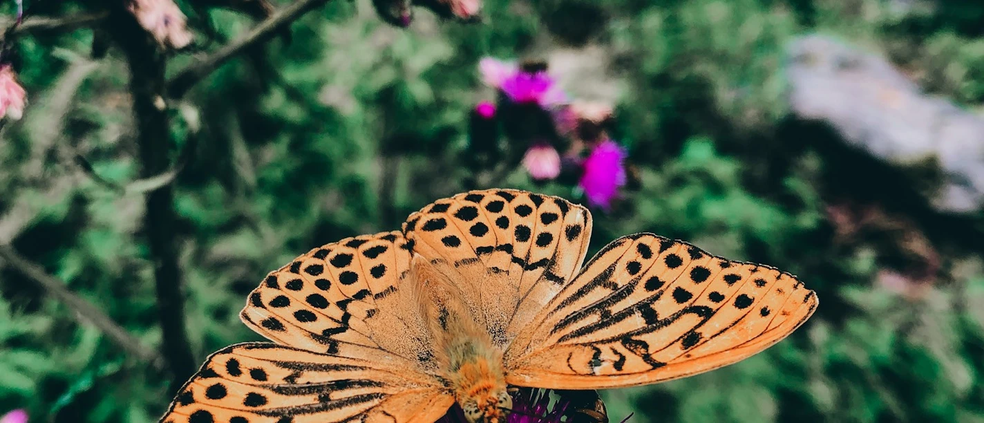 Geführte Touren im Harz - DIE WANDEREI Geführte Touren im Harz - DIE WANDEREI