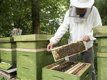 Imker an Waben CC BY-SA - LTM.jpg