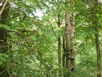 BaumErlebnispfad Schwelentrup CC BY-SA - LTM.jpg