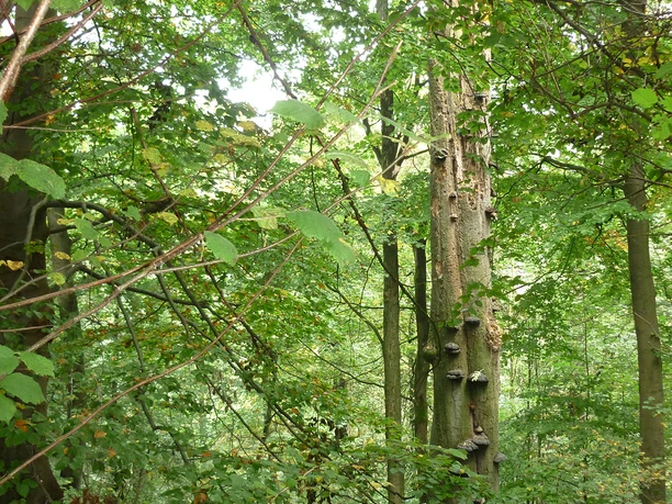 BaumErlebnispfad Schwelentrup CC BY-SA - LTM.jpg