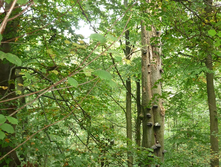 BaumErlebnispfad Schwelentrup CC BY-SA - LTM.jpg