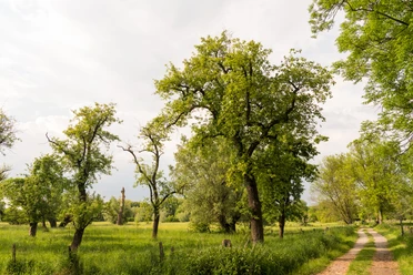 Urdenbacher Kämpe in Monheim am Rhein Landschaft mit grünen Bäumen und Feldweg, sanfter Himmel im Naturschutzgebiet Urdenbacher Kämpe.