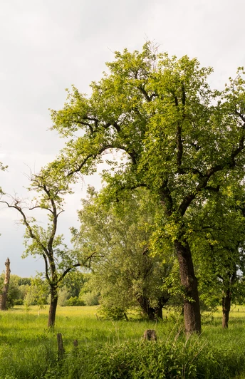 Urdenbacher Kämpe in Monheim am Rhein Landschaft mit grünen Bäumen und Feldweg, sanfter Himmel im Naturschutzgebiet Urdenbacher Kämpe.