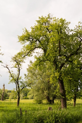 Urdenbacher Kämpe in Monheim am Rhein Landschaft mit grünen Bäumen und Feldweg, sanfter Himmel im Naturschutzgebiet Urdenbacher Kämpe.