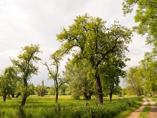 Urdenbacher Kämpe in Monheim am Rhein Landschaft mit grünen Bäumen und Feldweg, sanfter Himmel im Naturschutzgebiet Urdenbacher Kämpe.