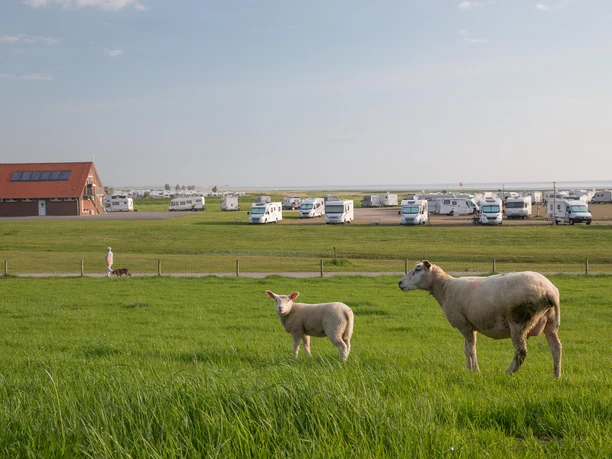 POI_Stellplatz an den Dünen_Stöver.jpg POI_Stellplatz an den Dünen_Stöver.jpg