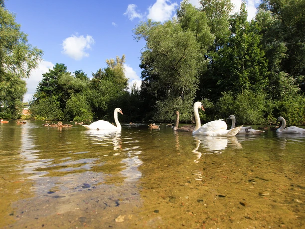 EixerSchwaene.jpg