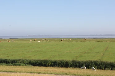 Natur Heller, Salzwiesen, Watt