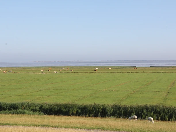 Natur Heller, Salzwiesen, Watt