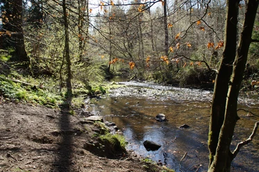 wandern in Odenthal Ein klarer Waldfluss im Sonnenlicht, umgeben von Herbstbäumen mit braunen Blättern und Moos.