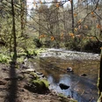 wandern in Odenthal Ein klarer Waldfluss im Sonnenlicht, umgeben von Herbstbäumen mit braunen Blättern und Moos.