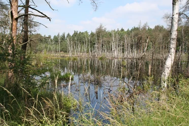 Naturlandschaft mit einem stillen Moorsee, gesäumt von Bäumen und Schilf unter blauem Himmel.