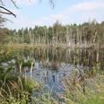 Naturlandschaft mit einem stillen Moorsee, gesäumt von Bäumen und Schilf unter blauem Himmel.