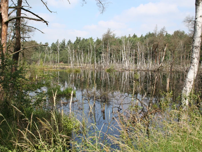 Naturlandschaft mit einem stillen Moorsee, gesäumt von Bäumen und Schilf unter blauem Himmel.