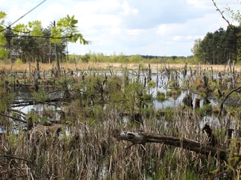Eine weitläufige Moorlandschaft mit Baumstümpfen, struppigem Gras und ruhigen Wasserflächen.