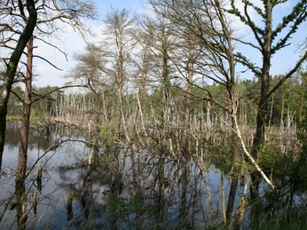 Rehburger Moor Wasserfläche im Rehburger Moor, umgeben von kahlen Bäumen, spiegelt den blauen Himmel wider.