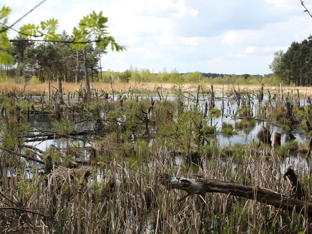Rehburger Moor Ein Teich mit abgestorbenen Bäumen und Gras im Vordergrund, umgeben von einem Wald im Rehburger Moor.