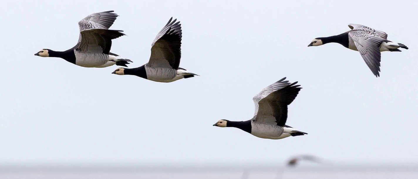 Vogel - 2021.10.14 - 11.31.32.jpg