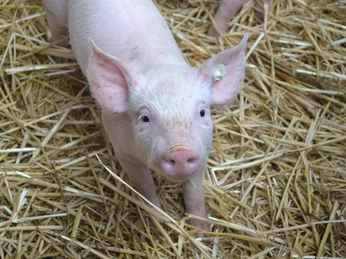 Schwein der Familie Helwig.JPG