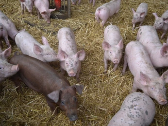 Schweine der Familie Helwig.JPG