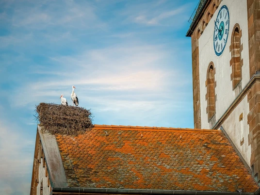 Wagshust Kirche mit Storch