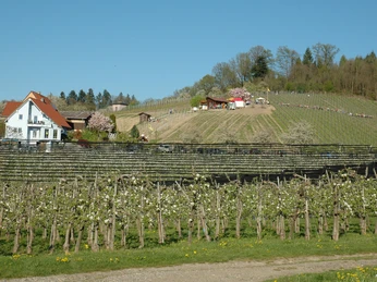 Aussichtspunkt beim Rebhuesli