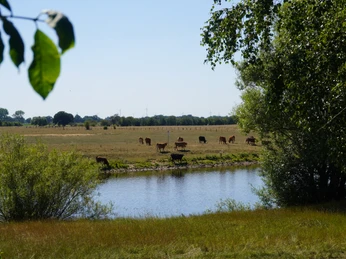 Weitläufige Wiesenlandschaft an der Aller, grasende Kühe am Flussufer, umgeben von Bäumen.