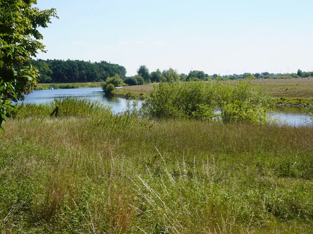 Flusslandschaft mit grüner Wiese im Vordergrund und Bäumen entlang des Ufers unter klarem Himmel.