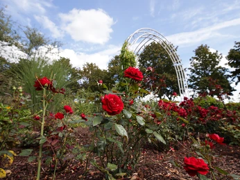 Rosengarten im Kurpark