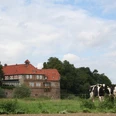 Schloss Petershagen Historisches Schloss mit rotem Ziegeldach in ländlicher Umgebung, von Kühen auf einer Wiese flankiert.