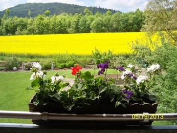 Blick vom Balkon auf ein leuchtendes Rapsfeld, im Vordergrund ein schön bepflanzter Blumenkasten.