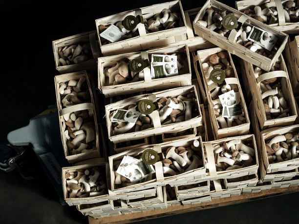 Körbe mit Kräuterseitlingen vom Pilzgarten in Helvesiek Körbe mit Kräuterseitlingen vom Pilzgarten in Helvesiek