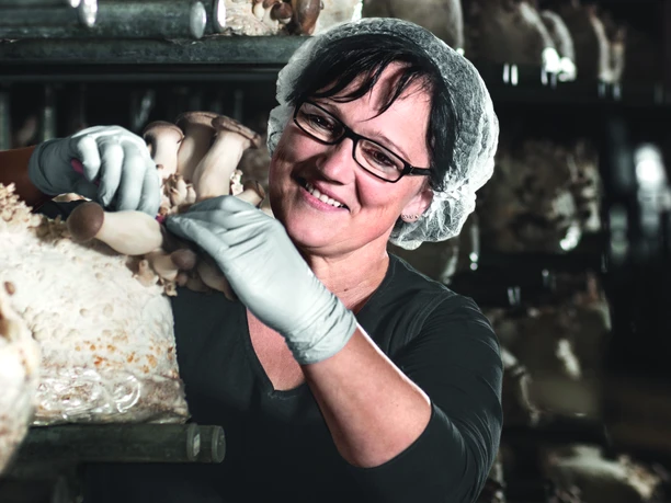 Ernte von Kräuterseitlingen im Pilzgarten Helvesiek Ernte von Kräuterseitlingen im Pilzgarten Helvesiek