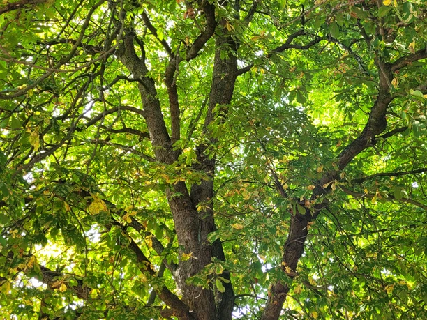 Rastplatz alte Kastanie Vahlberg 5.jpg
