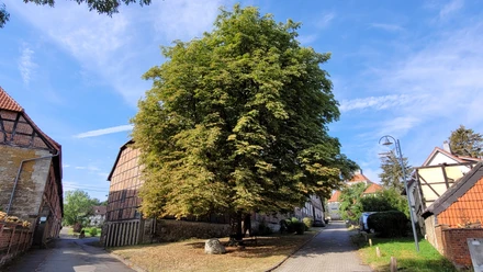 Rastplatz alte Kastanie Vahlberg 2.jpg