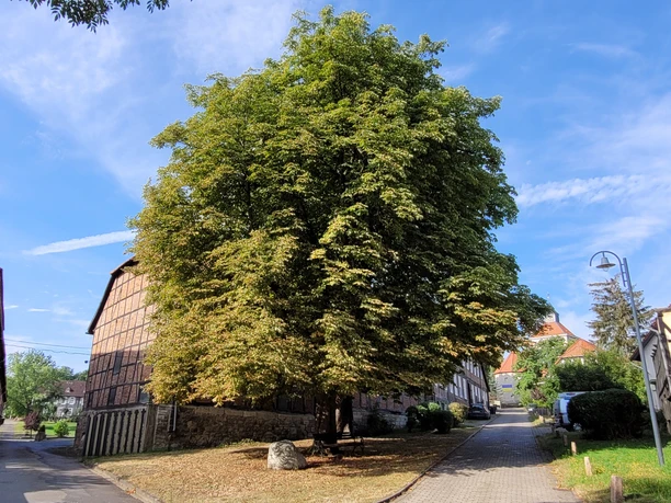 Rastplatz alte Kastanie Vahlberg 2.jpg