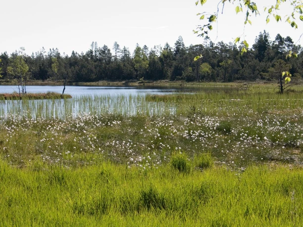 2005 Wildsee Wollgras