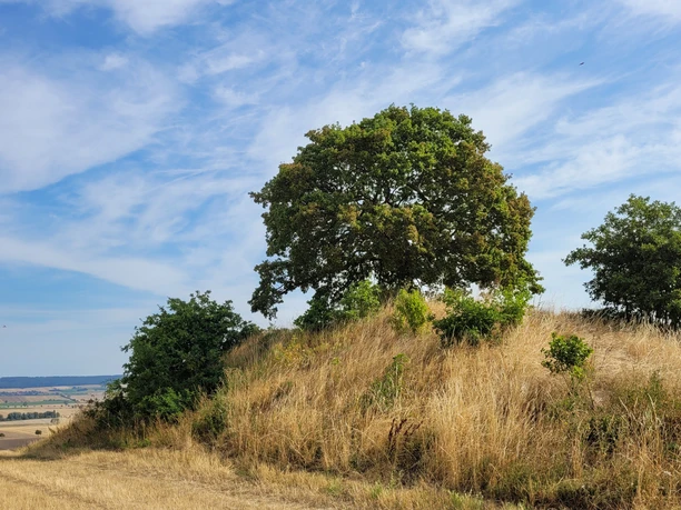 Tumulus Galgenberg 10.jpg