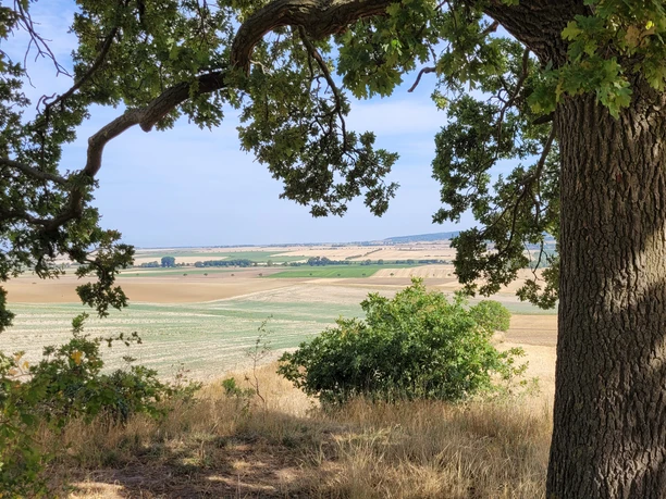 Tumulus Galgenberg 5.jpg
