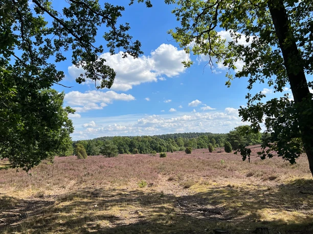 Landschaft-Fürstengrab-1-ccbysa-foto©bispingen-touristik.jpeg