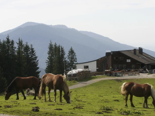 Hörnlehütte-und-Pferden (c)Hörnle Schebebahn Foto Martin Doll.jpg