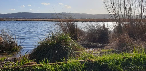 Großes Torfmoor.jpg Grasbewachsene Uferlandschaft mit dichten Schilfrohr vor einem ruhigen, reflektierenden See unter blauem Himmel.