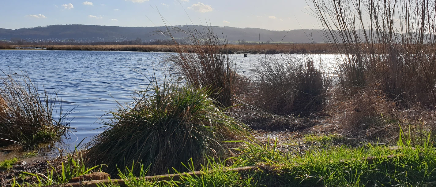 Großes Torfmoor.jpg Grasbewachsene Uferlandschaft mit dichten Schilfrohr vor einem ruhigen, reflektierenden See unter blauem Himmel.
