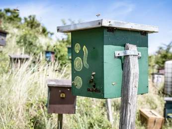 Belegstation-Bienen-Juist